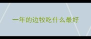 一年的边牧吃什么最好