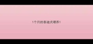1个月的泰迪犬喂养