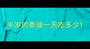 半岁的泰迪一天吃多少