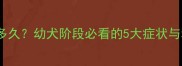 狗狗磨牙期是多久幼犬阶段必看的5大症状与科学护理指南
