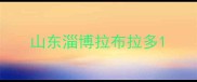 山东淄博拉布拉多