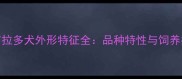 拉布拉多犬外形特征全品种特性与饲养指南