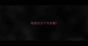 秋田犬五个月多重