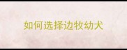如何选择边牧幼犬