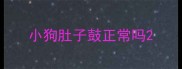 小狗肚子鼓正常吗