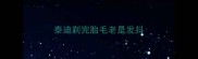泰迪剃完胎毛老是发抖