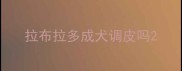 拉布拉多成犬调皮吗