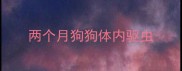 两个月狗狗体内驱虫