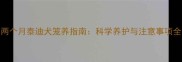 两个月泰迪犬笼养指南科学养护与注意事项全
