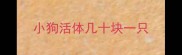 小狗活体几十块一只