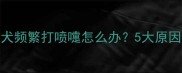 两个月大幼犬频繁打喷嚏怎么办5大原因及解决方法