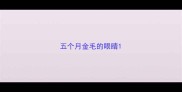五个月金毛的眼睛
