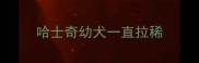 哈士奇幼犬一直拉稀