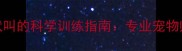 让小狗停止吠叫的科学训练指南专业宠物师亲授5步法