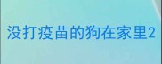 没打疫苗的狗在家里