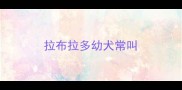 拉布拉多幼犬常叫