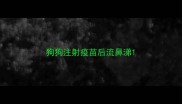 狗狗注射疫苗后流鼻涕