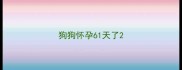狗狗怀孕61天了