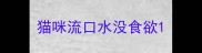 猫咪流口水没食欲
