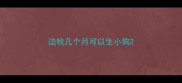 边牧几个月可以生小狗