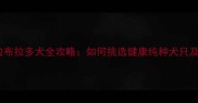 网上购买拉布拉多犬全攻略如何挑选健康纯种犬只及避坑指南