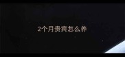 2个月贵宾怎么养