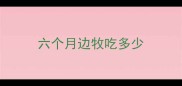 六个月边牧吃多少