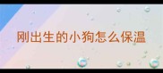 刚出生的小狗怎么保温