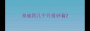 泰迪狗几个月最好看