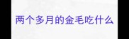 两个多月的金毛吃什么