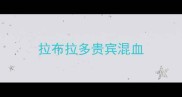 拉布拉多贵宾混血
