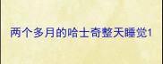 两个多月的哈士奇整天睡觉