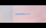 边牧成狗有多少斤