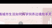 杭州养边牧全攻略城市生活如何科学饲养边境牧羊犬附超实用指南