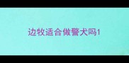 边牧适合做警犬吗
