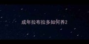 成年拉布拉多如何养
