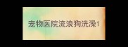 宠物医院流浪狗洗澡