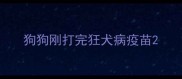 狗狗刚打完狂犬病疫苗