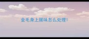 金毛身上腥味怎么处理