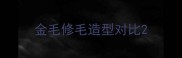金毛修毛造型对比