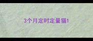 3个月定时定量猫