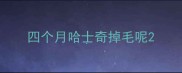 四个月哈士奇掉毛呢