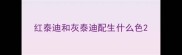 红泰迪和灰泰迪配生什么色