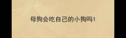 母狗会吃自己的小狗吗