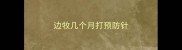 边牧几个月打预防针