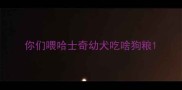 你们喂哈士奇幼犬吃啥狗粮