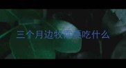 三个月边牧需要吃什么