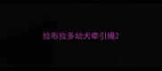 拉布拉多幼犬牵引绳