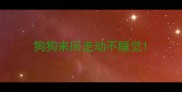 狗狗来回走动不睡觉