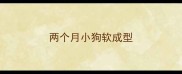 两个月小狗软成型